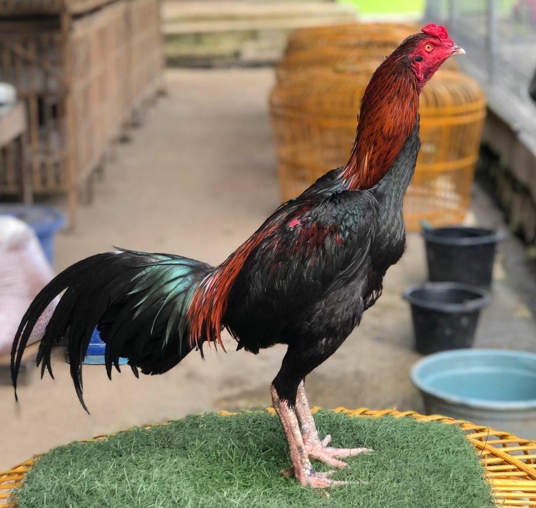 Cara Merawat Ayam Bangkok Dewasa dan Memberi Pakan yang Benar