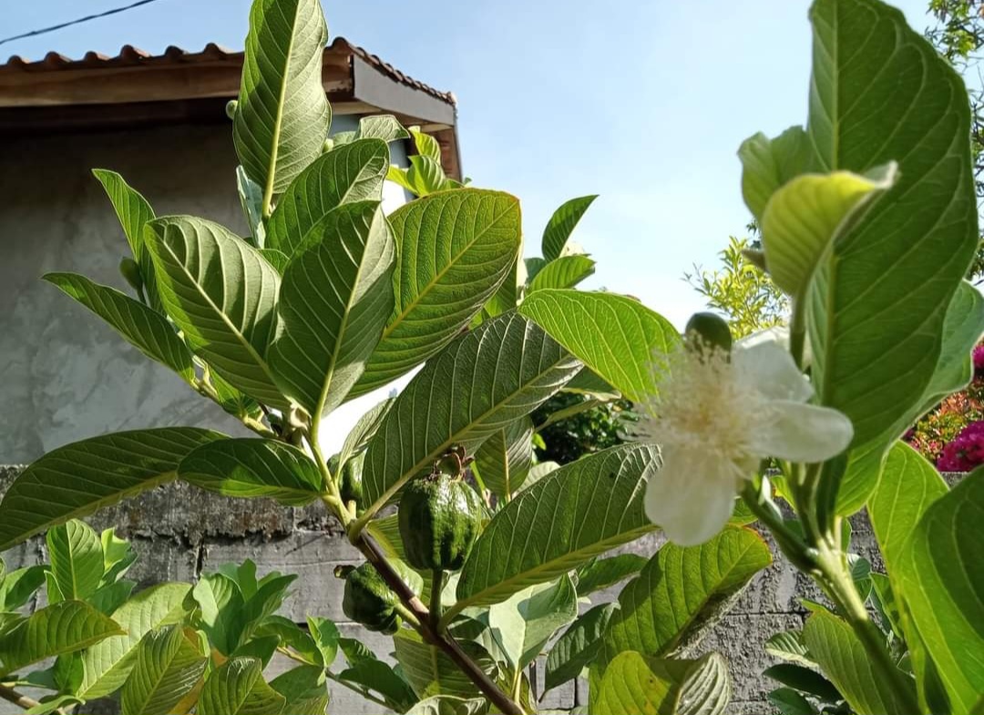 7 Rahasia Mendapatkan Jambu Kristal dengan Buah Lebat, Manis, dan Besar