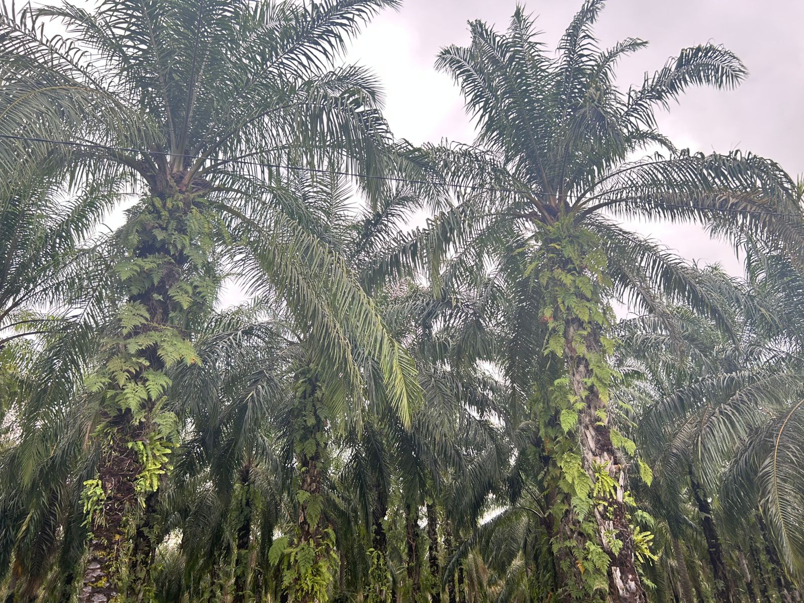 TBS Sawit di Mukomuko Kembali Merosot, Berikut Daftar Harga di 11 Pabrik