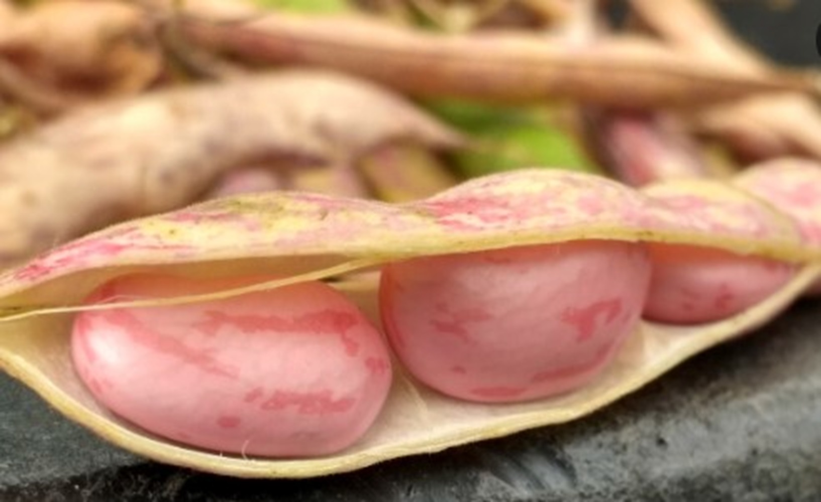 Mengandung Nutrisi dan Mineral, Kacang Merah dapat Mengontrol Nafsu Makan 