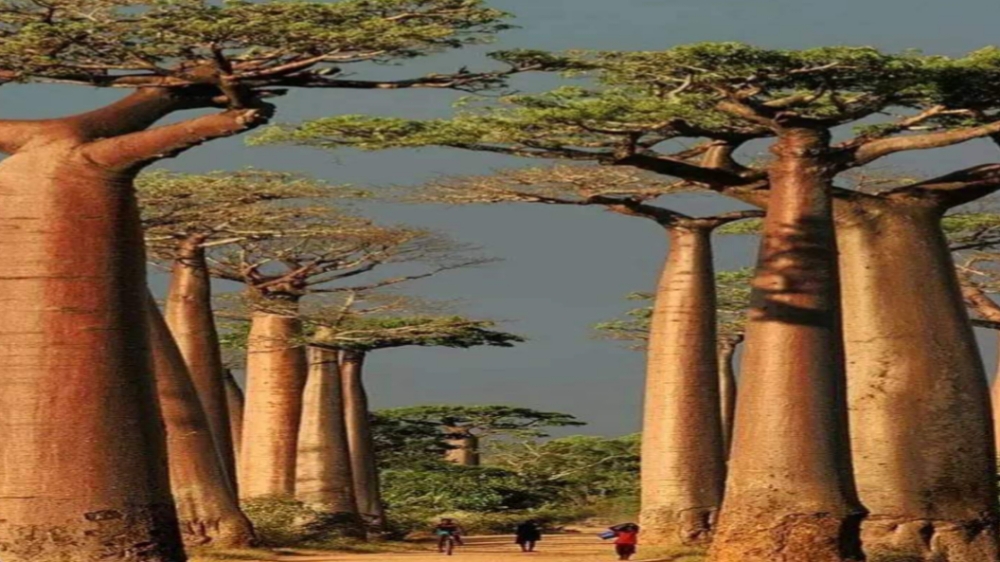 Baobab, Pohon Raksasa yang Menakjubkan dari Afrika Berusia 3 Ribu Tahun