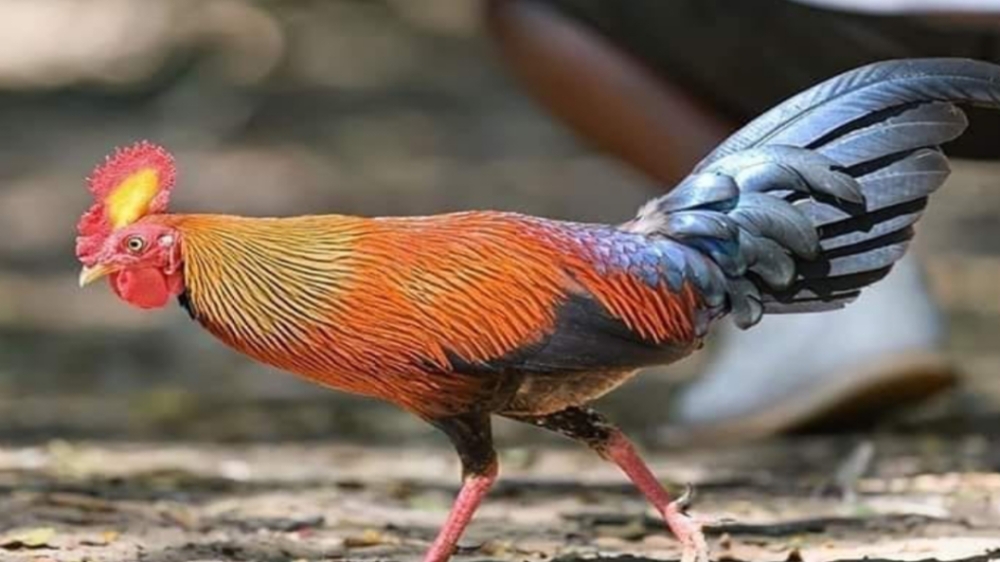 4 Jenis Ayam Hutan yang Terancam Punah di Dunia