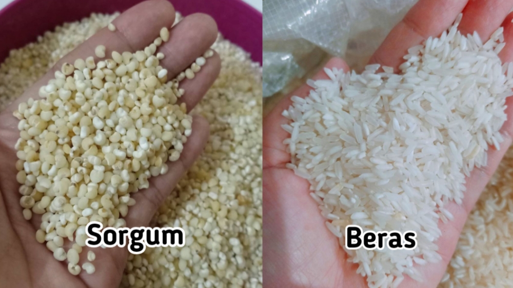 Sorgum vs Beras, Mana yang Lebih Baik?