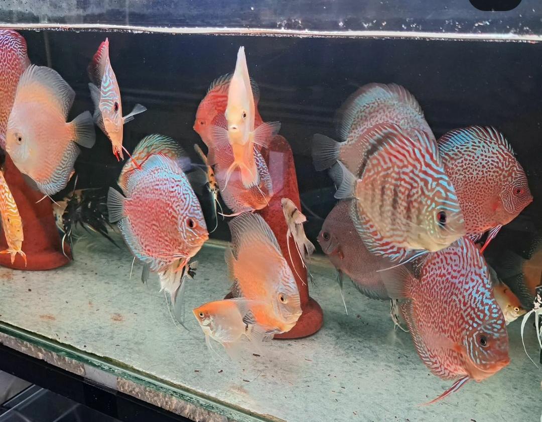 Unik dan Cantik! Ikan Hias Discus Cocok untuk Penghuni Akuarium Anda, Begini Cara Merawatnya