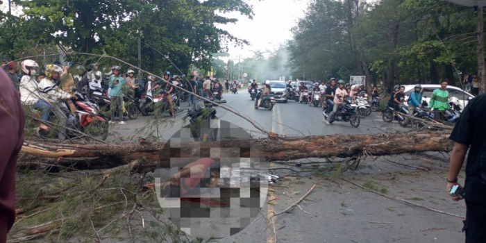 Pengendara Motor Tertimpa Pohon Tumbang di Pantai Panjang, Meninggal di Tempat