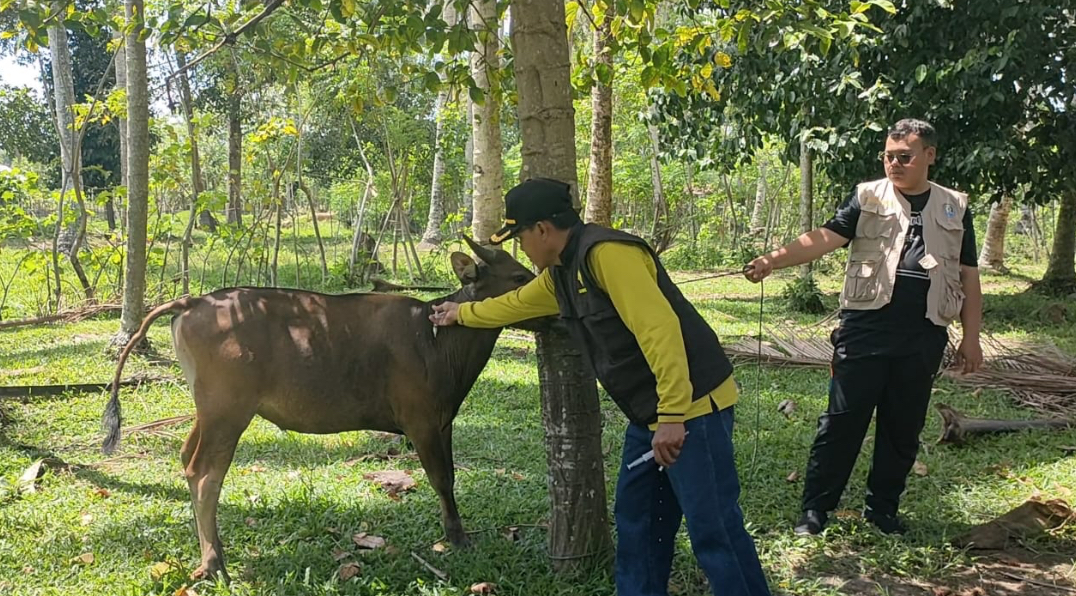 Peternak di Kaur Alami Kerugian Rp1,5 Miliar Akibat Wabah Penyakit Ngorok