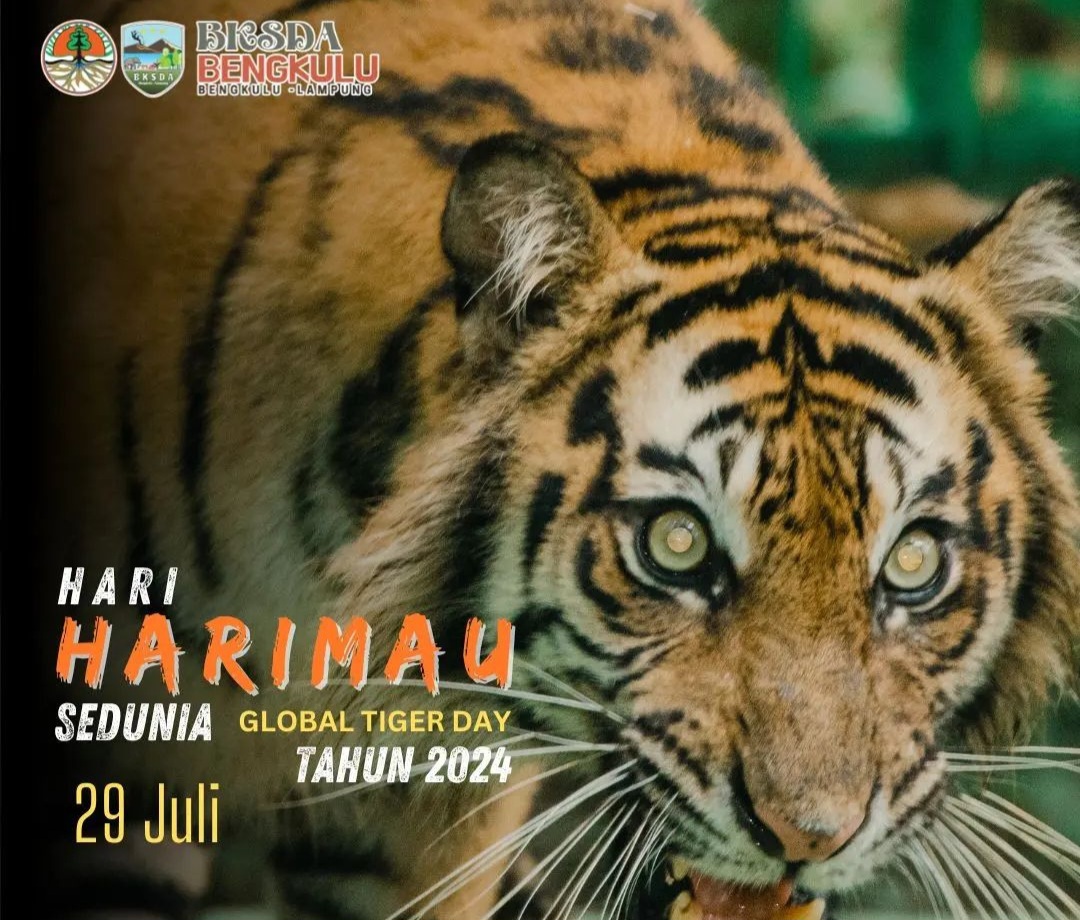 Waspada Harimau Sumatera Berkeliaran di Bengkulu Utara, 1 Ekor Terperangkap, 4 Ekor Lainnya Masih Bebas