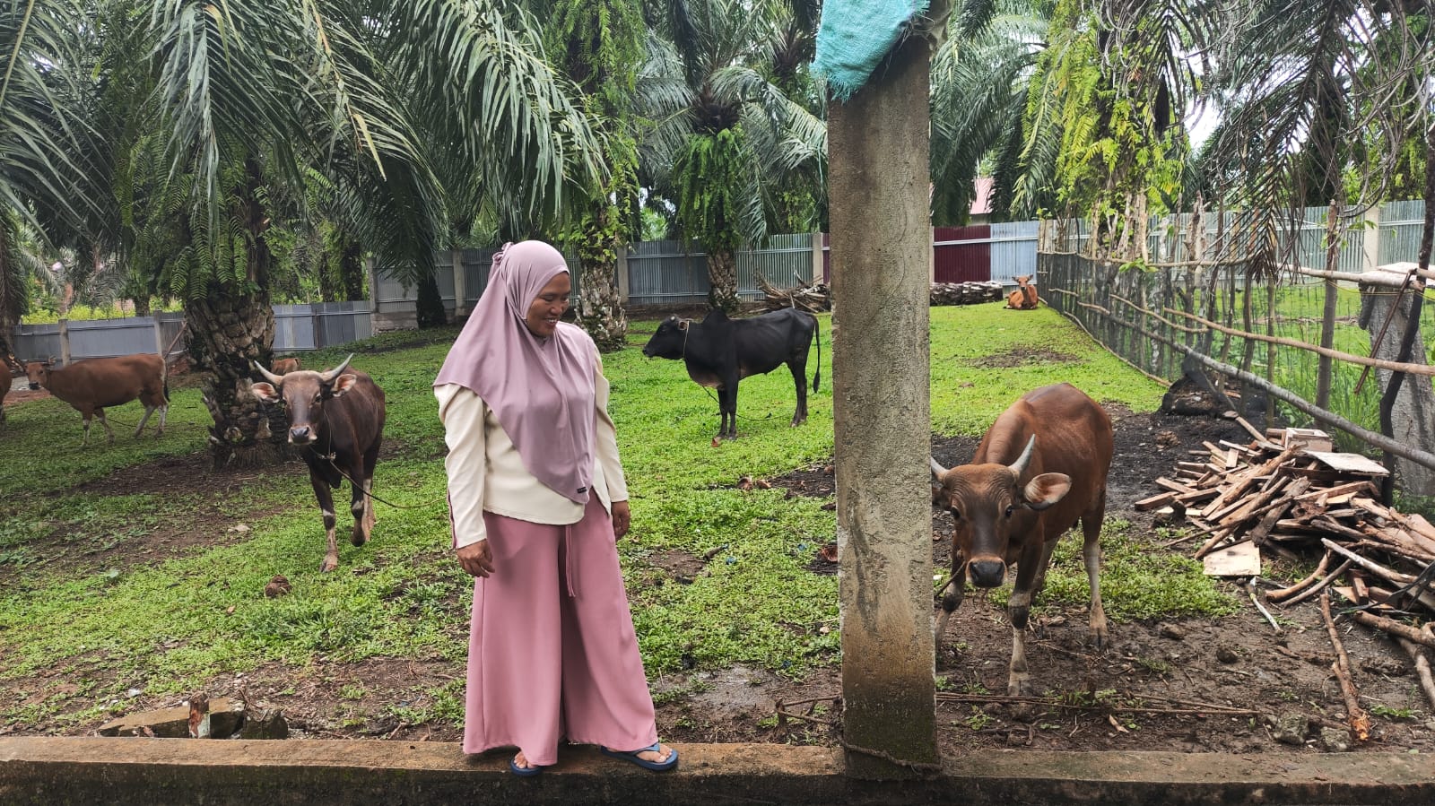 Wabah PMK Merebak, Peternak Sapi Bengkulu Selatan Cemas dan Harapkan Vaksinasi