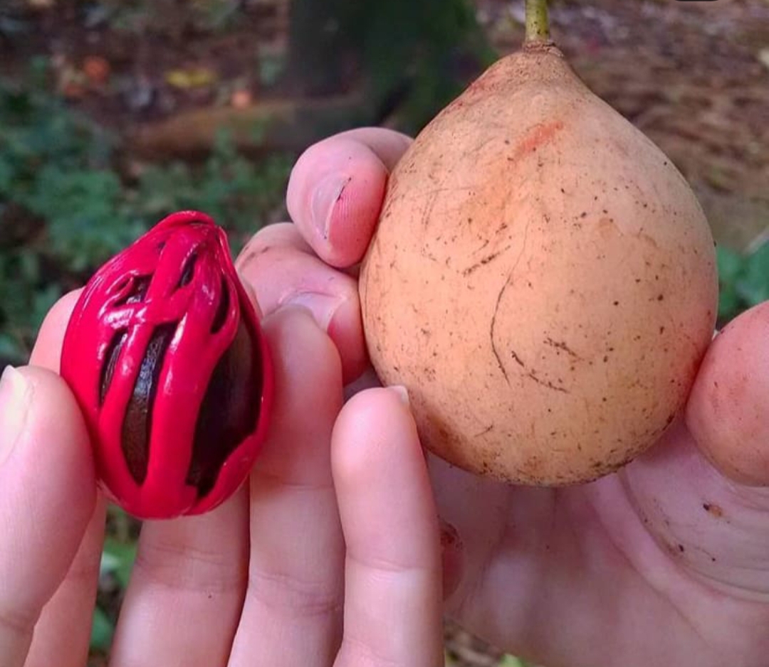 Jaga Kesehatan Jantung dengan Buah Pala, Ini 5 Manfaat Lainnya untuk Kesehatan