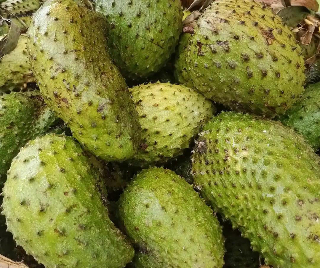 Manfaat Mengonsumsi Buah Srikaya: Menurunkan Risiko Kanker dan Lainnya