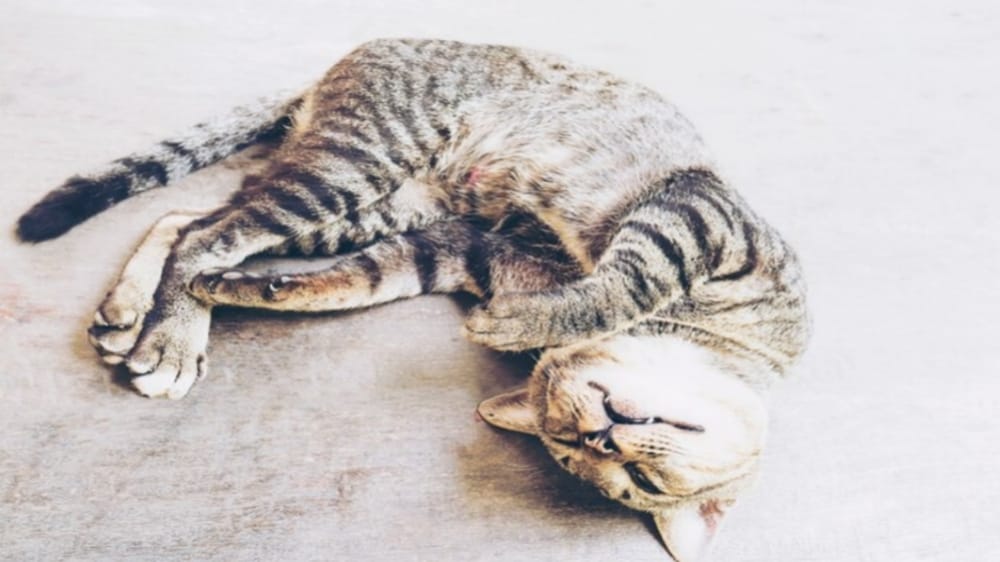 5 Mitos Menabrak Kucing Ini Bikin Was-was, Benarkah Bisa Mendatangkan Kesialan? 