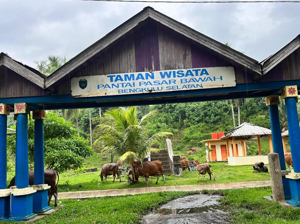 Sapi Berkeliaran di Jalan dan Pasar, Warga Bengkulu Selatan Gerah