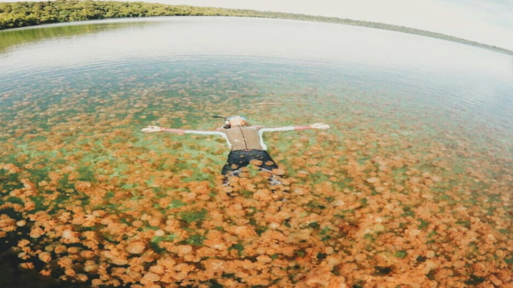 Eksplor Danau Kakaban, Danau Purba Surga Bagi Ubur-ubur Tak Menyengat