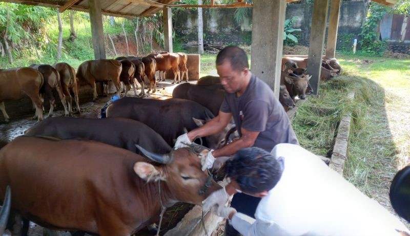 Waspada Penyakit Ternak saat Anomali Cuaca, Ini Imbauan untuk Para Peternak di Bengkulu