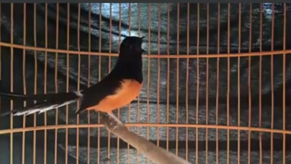 Kenali ciri-ciri Burung Murai Batu Bermental Juara, Jangan Salah Pilih