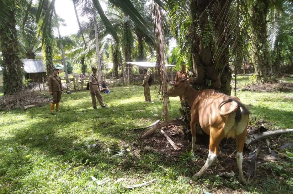 1.000 Ternak di Bengkulu Selatan Divaksinasi untuk Lawan Wabah Penyakit Ngorok