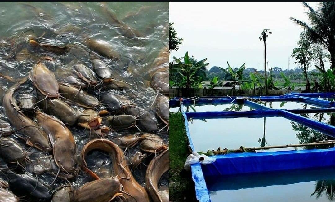 Langkah-langkah Beternak Ikan Lele dan Manfaatnya Bagi Peternak Pemula