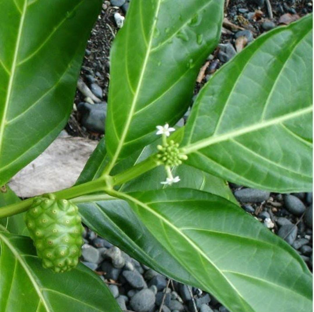 Kulit Glowing Dan Bercahaya Mirip Artis, Hanya Dengan Daun Mengkudu, Bagaimana Caranya?