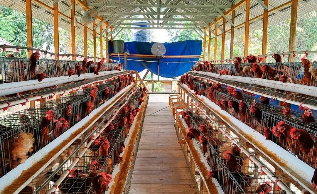 8 Cara Melakukan Perawatan Rutin Pada Ayam Petelur