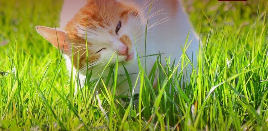 3 Alasan Mengejutkan Kenapa Kucing Suka Makan Rumput, Bukan Hanya Kebiasaan!