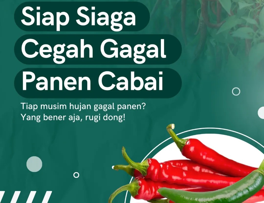 Musim Hujan Siaga Gagal Panen Tanaman Cabai, Ini Solusinya