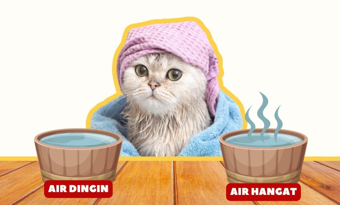 Mana yang Lebih Baik, Air Dingin atau Hangat untuk Mandikan Kucing? Simak Penjelasannya