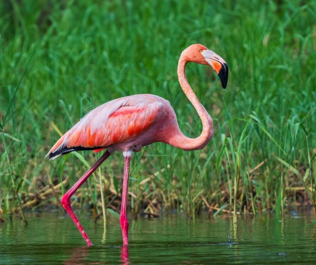 8 Fakta Menarik tentang Burung Flamingo, Keindahan dan Keunikan Satwa