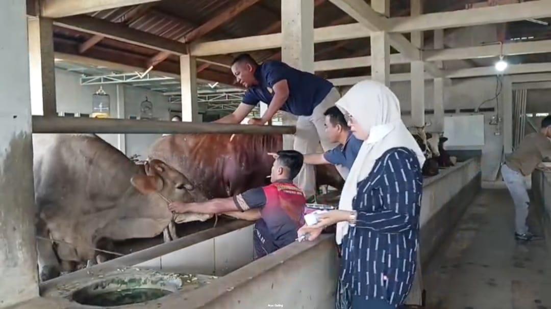 Target Hampir Tercapai, 2.396 Ternak di Seluma Sudah Divaksin PMK