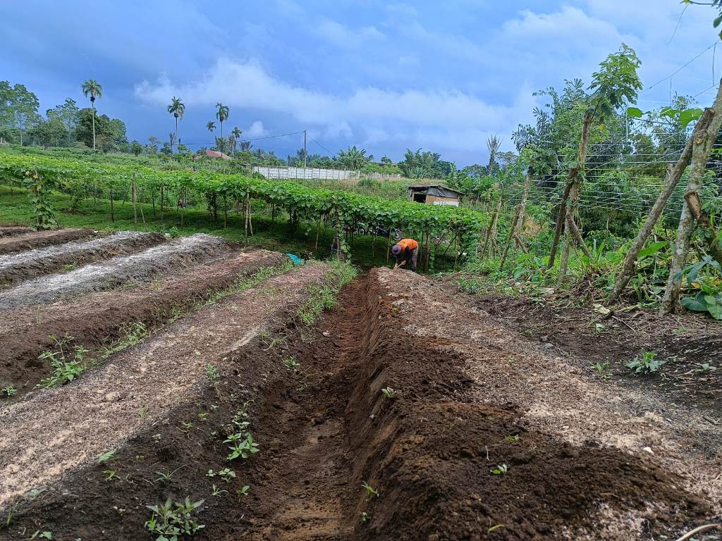 Kapur Pertanian, Solusi Seimbangkan pH Tanah di Musim Hujan