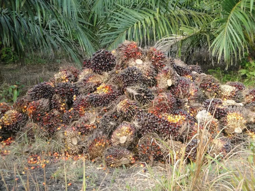Harga Sawit Mukomuko Naik Lagi, 6 Pabrik Kompak Tambah Rp30 per Kg, TBS Tembus Rp2.980