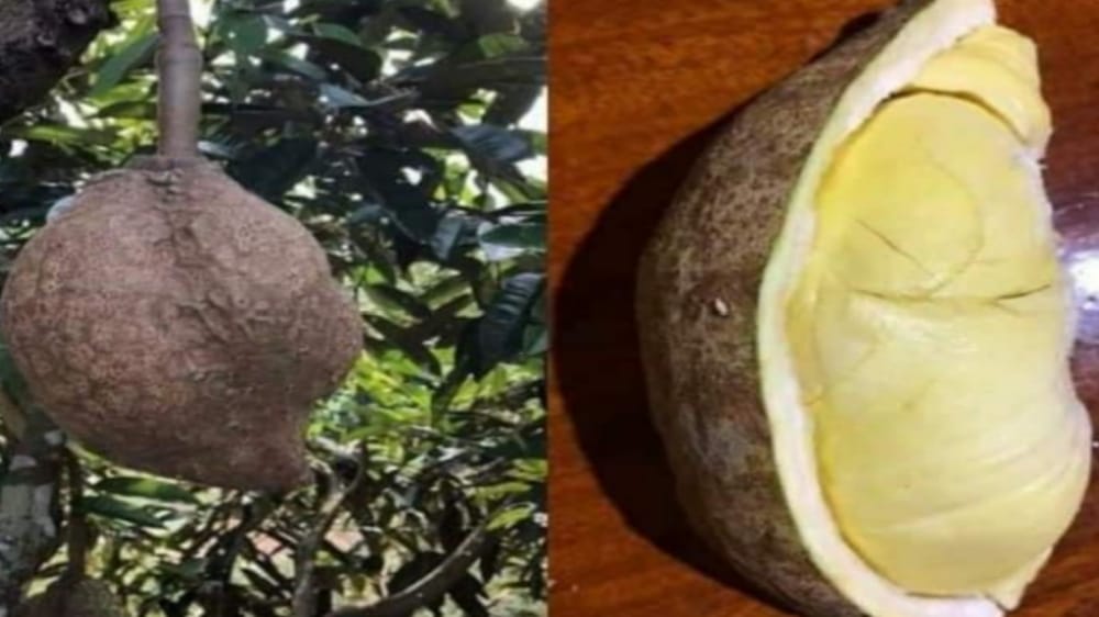 Durian Gundul Tanpa Duri: Varietas Durian Khas Lombok