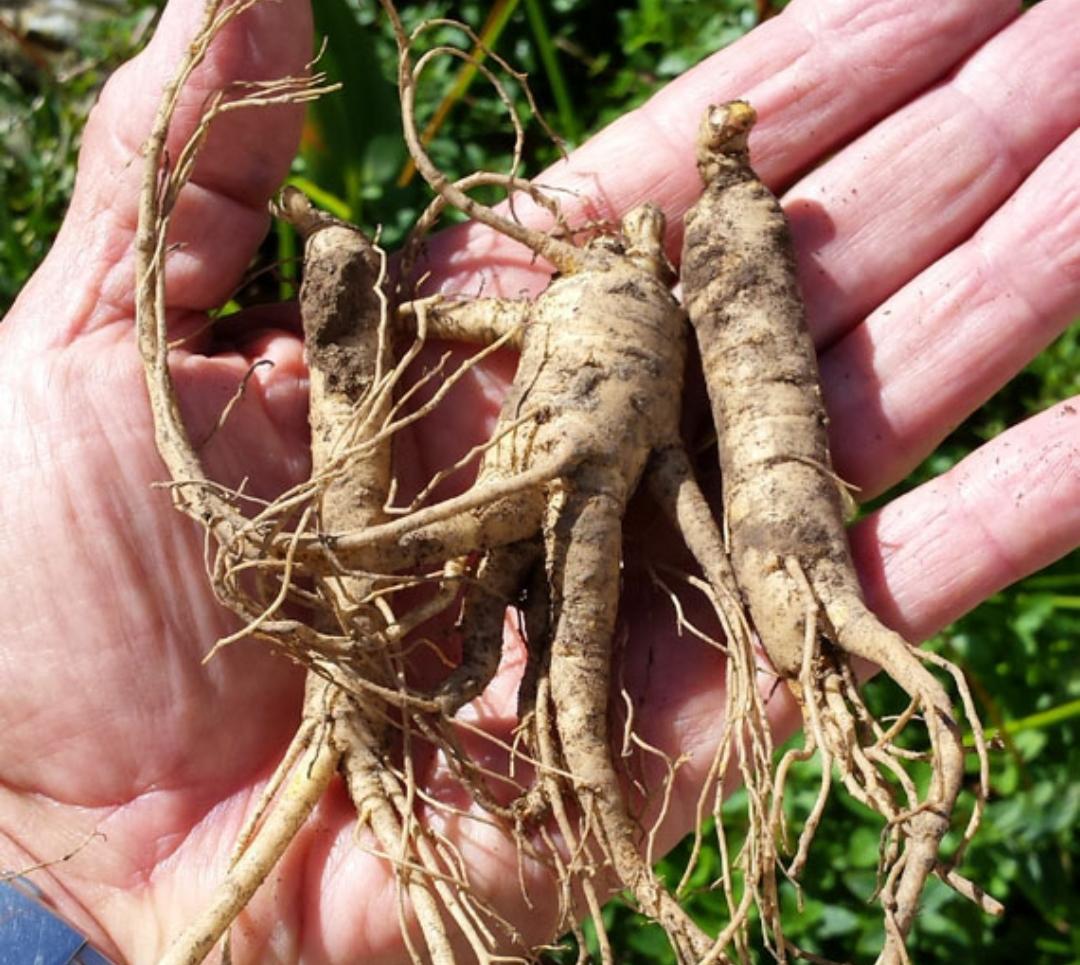 10 Manfaat Luar Biasa dari Akar Ginseng yang Bisa Meningkatkan Sistem Imun