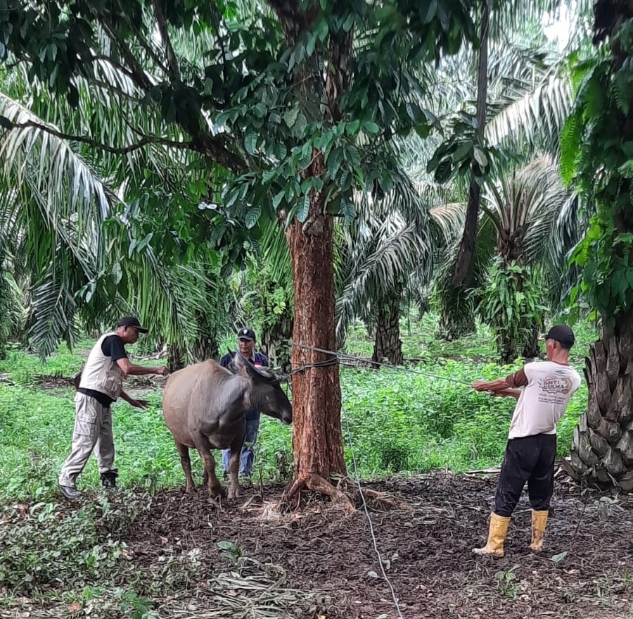Jelang Idul Adha, Pemkab Kaur Gencarkan Pemeriksaan Kesehatan Hewan Kurban