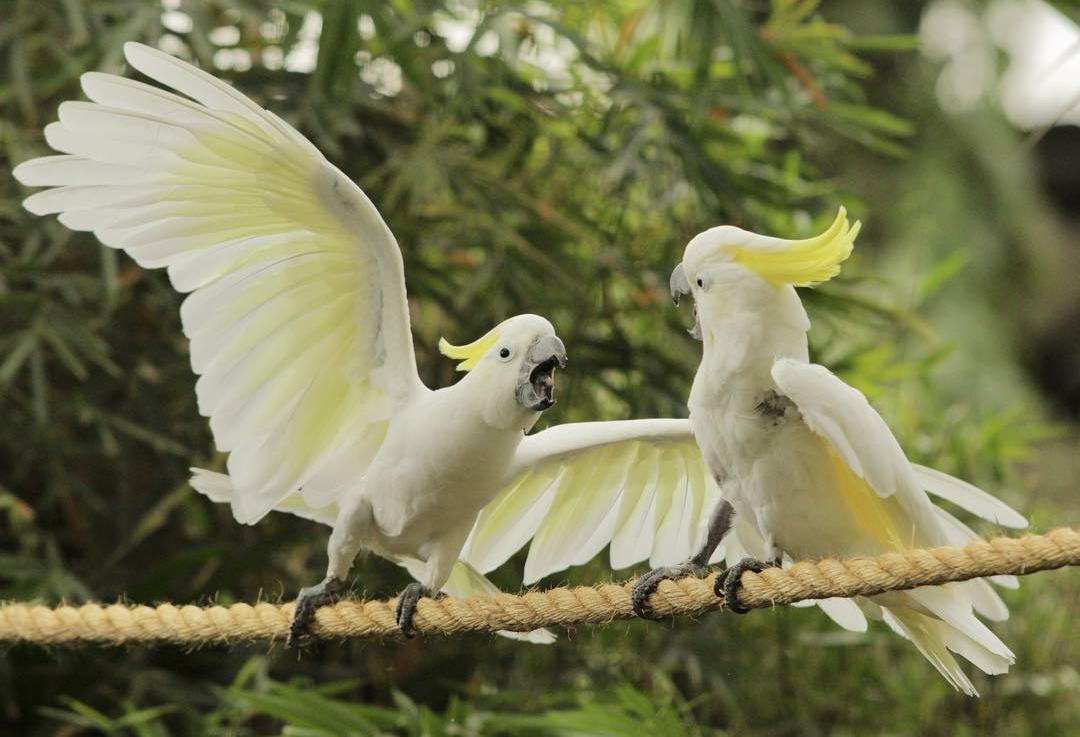 9 Fakta Menarik Tentang Burung Kakatua yang Harus Anda Ketahui