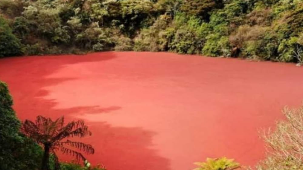 Danau Merah Rimba Candi di Kabupaten Kaur, Terdapat Banyak Hewan Aneh dan Berbau Pandan