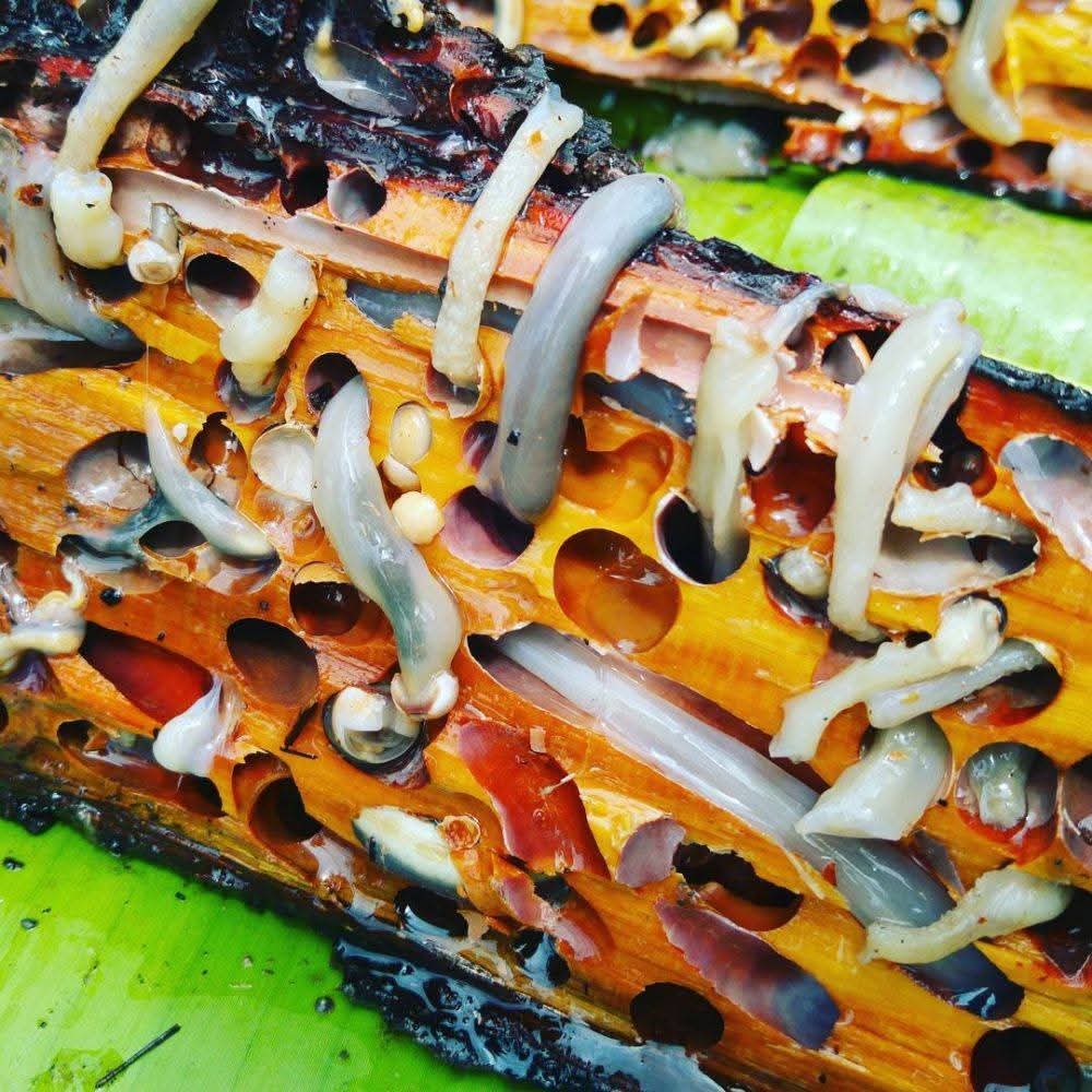 6 Fakta Unik Cacing Tambelo, Makanan Ekstrem Papua yang Punya Kandungan Gizi Tinggi