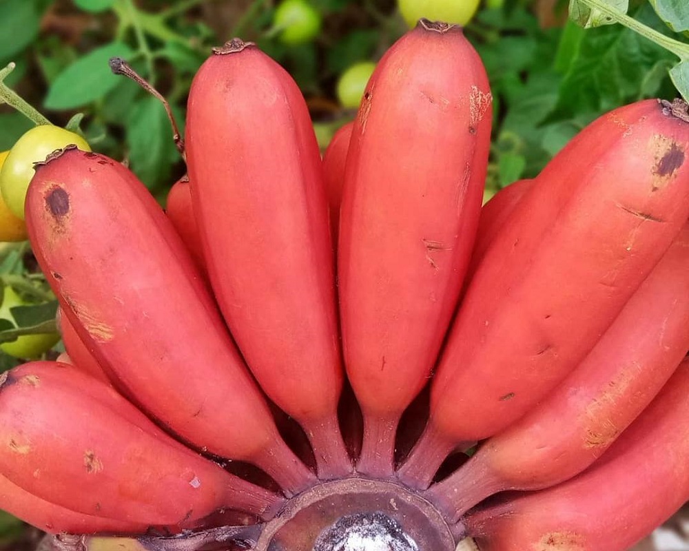 Turunkan Tekanan Darah dengan Konsumsi Buah Pisang Merah, Ini 8 Manfaat Lainnya untuk Kesehatan