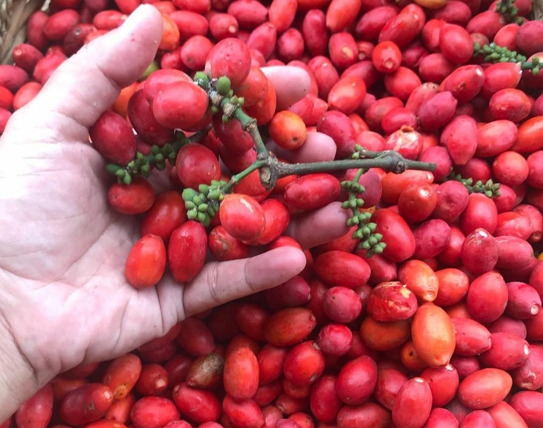 7 Keajaiban Buah Melinjo untuk Kesehatan, Salah Satunya Bisa Meningkatkan Sistem Kekebalan Tubuh