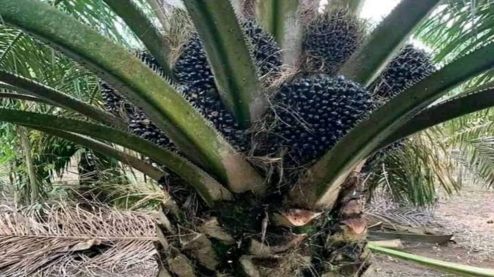 3 Jenis Bibit Kelapa Sawit Ini Jadi Andalan Petani, Kenali Sebelum Memutuskan Budidaya Kelapa Sawit