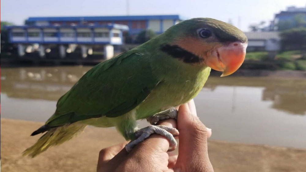 8 Fakta Unik Burung Betet Enggano, Spesies Langka dari Pulau Enggano Bengkulu