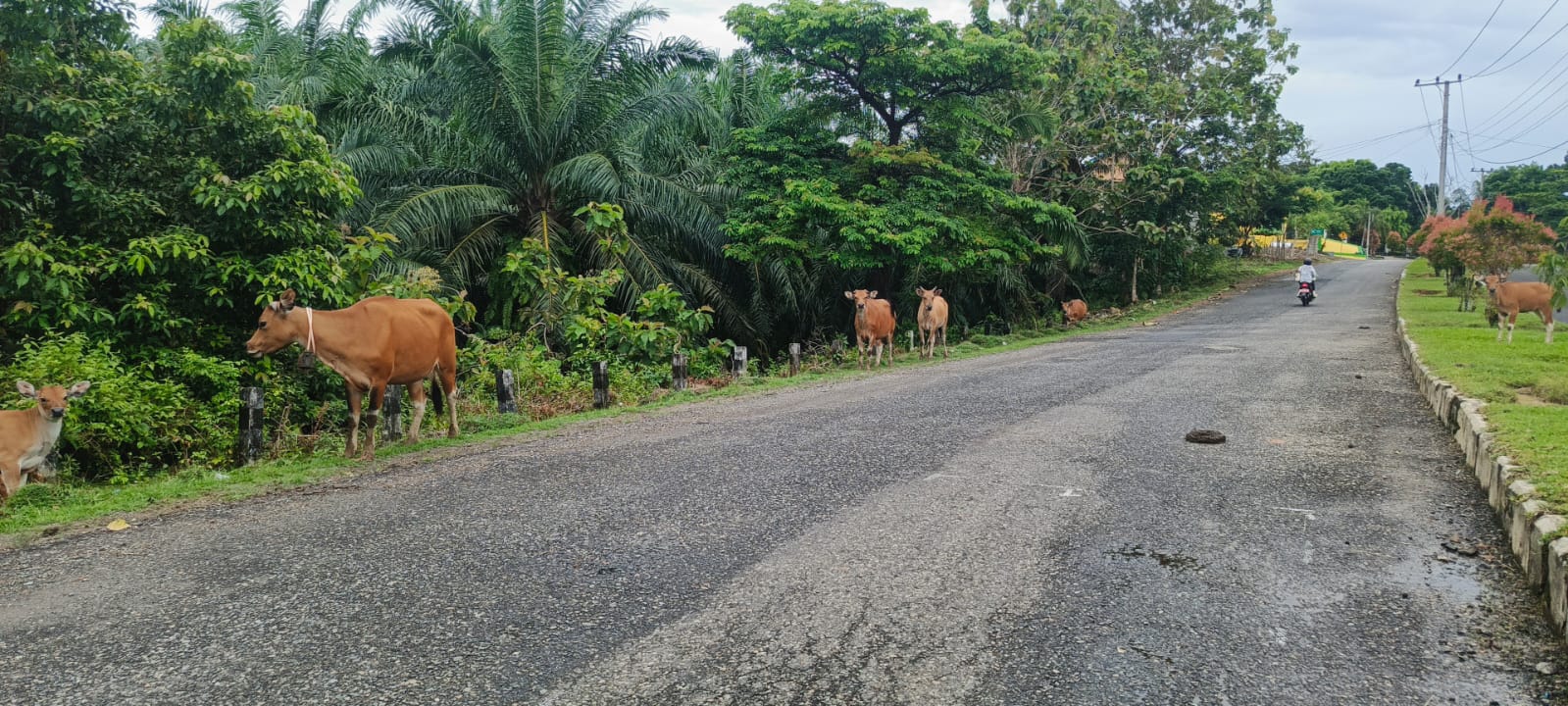 PAD Penertiban Ternak Liar di Kaur Tembus Rp37 Juta, Jauh Lampaui Target 2025