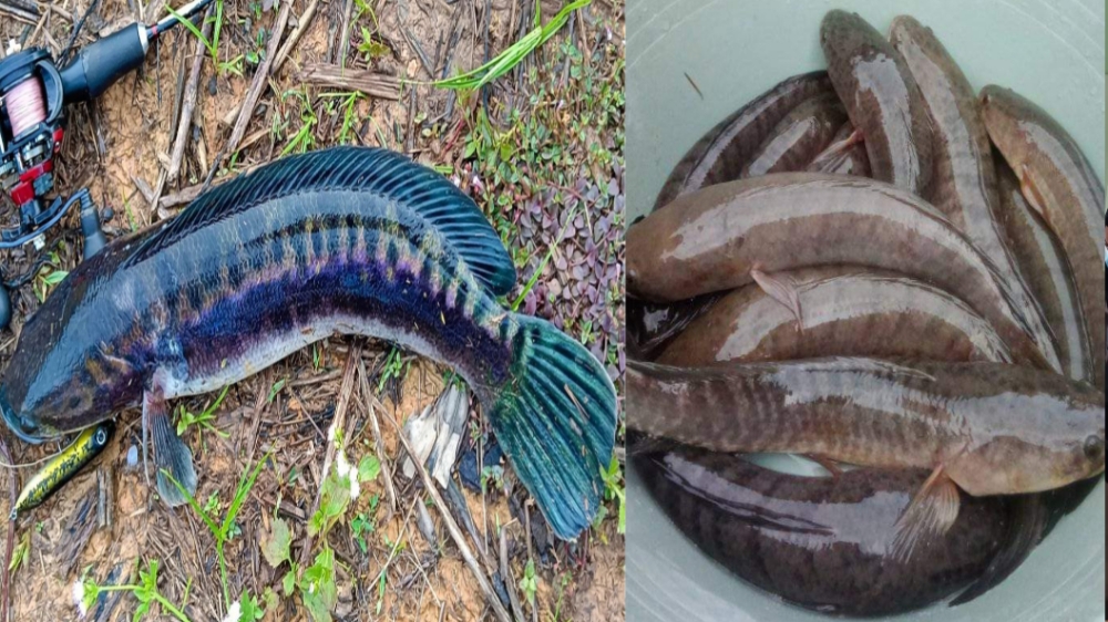 Meskipun Mirip, Ini Perbedaan antara Ikan Toman dengan Ikan Gabus