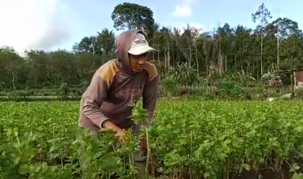 Begini Cara Praktis Olah Lahan Budidaya Seledri Supaya Tumbuh Subur