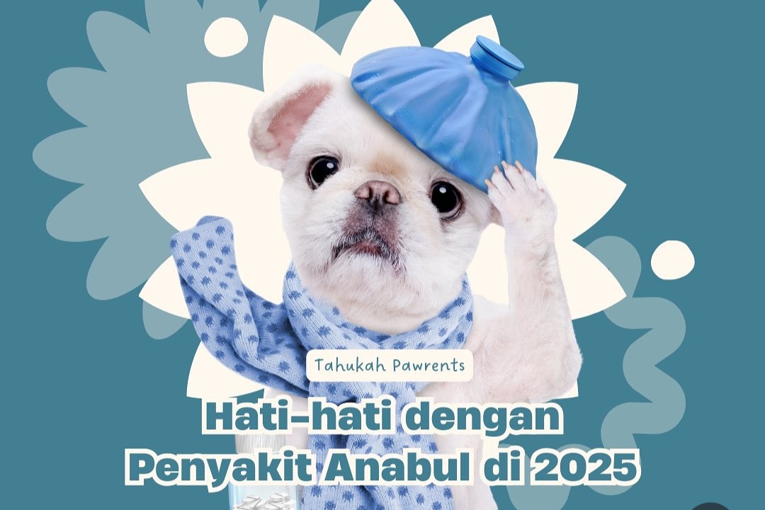 Waspada Canine Influenza, Penyakit Berbahaya yang Mengintai Anjing di Tahun 2025