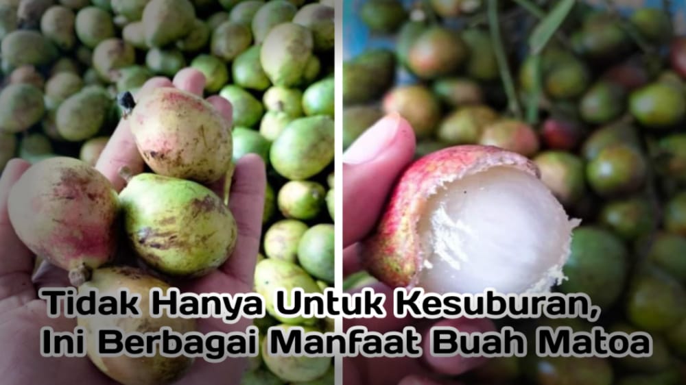 Ini Berbagai Manfaat Konsumsi Buah Matoa, Tidak Hanya Bisa Meningkatkan Kesuburan