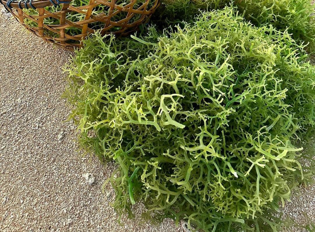 7 Manfaat Rumput Laut dan Cara Pengolahannya 