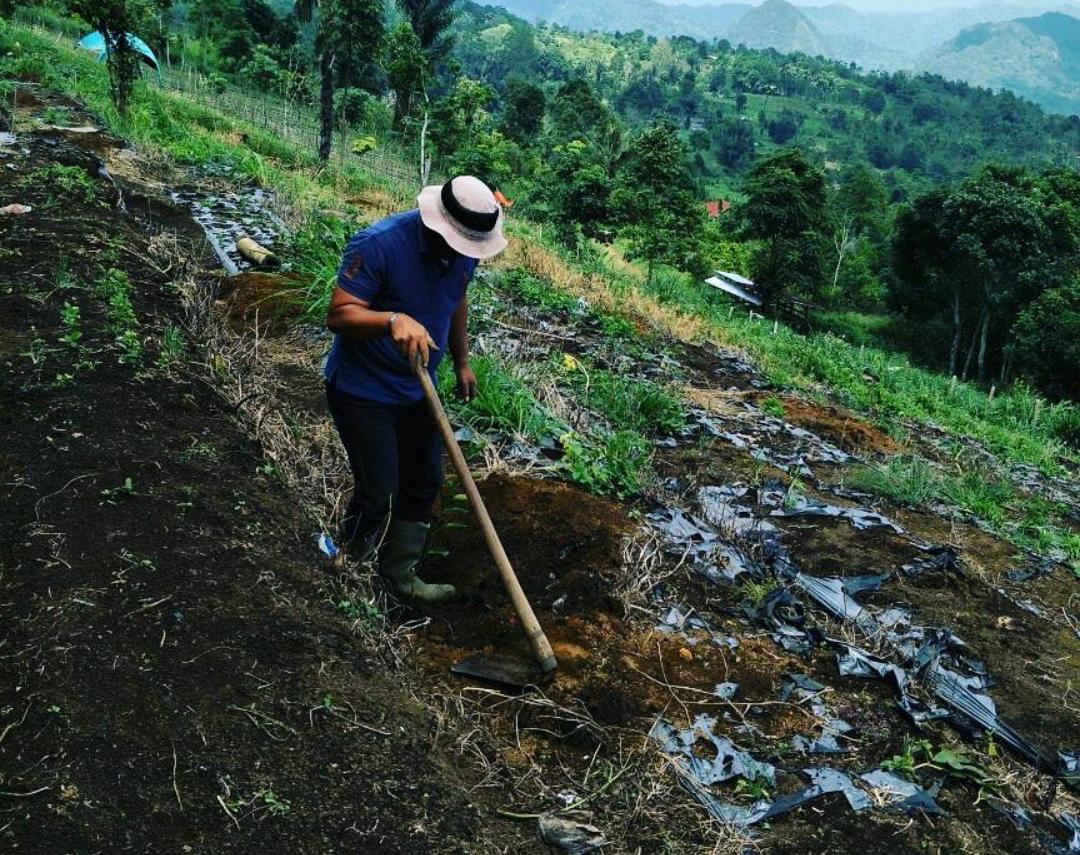 8 Langkah Cara Persiapan Lahan untuk Budidaya Jeruk Manis