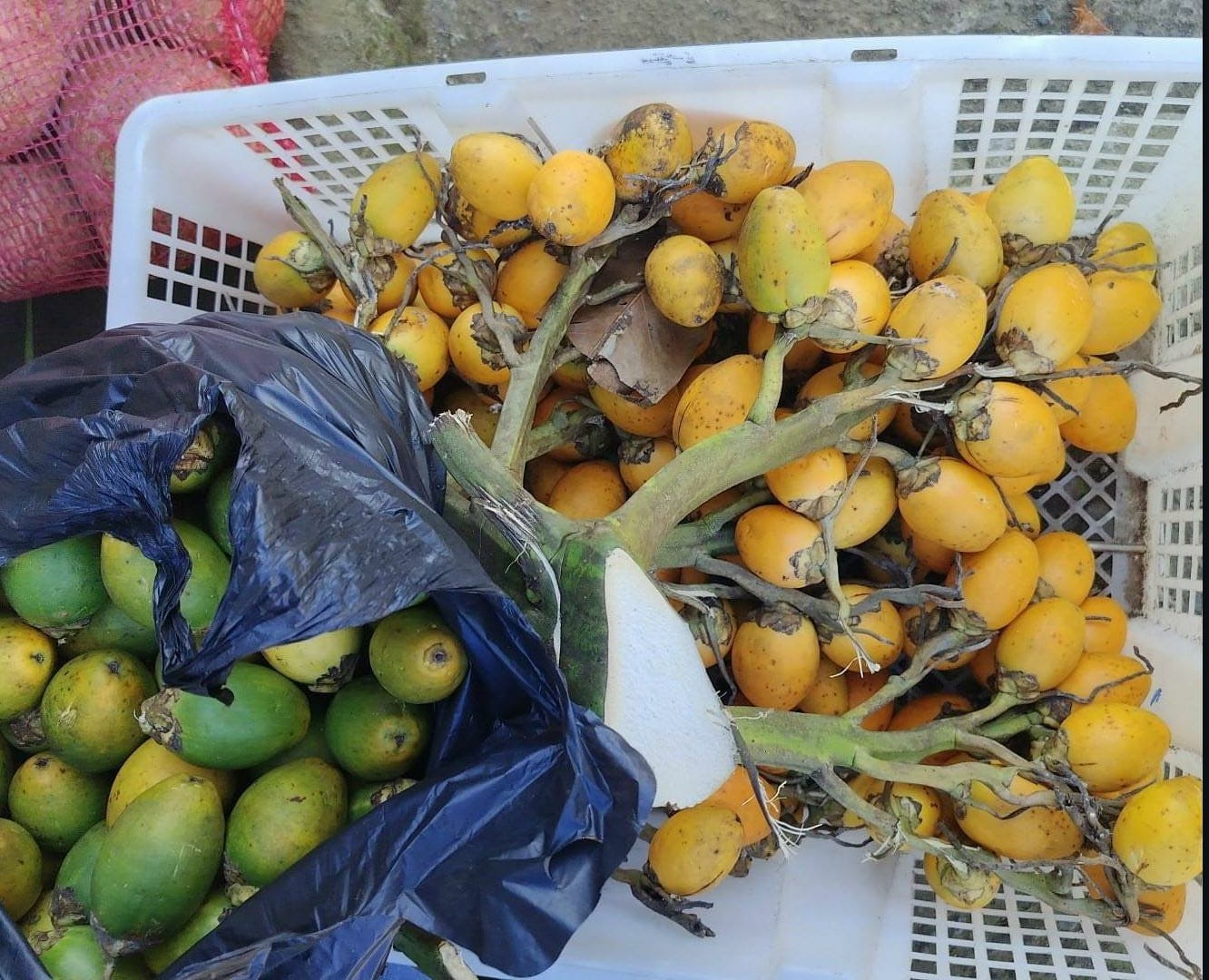 5 Kegunaan dan Manfaat Luar Biasa dari Buah Pinang yang Wajib Diketahui