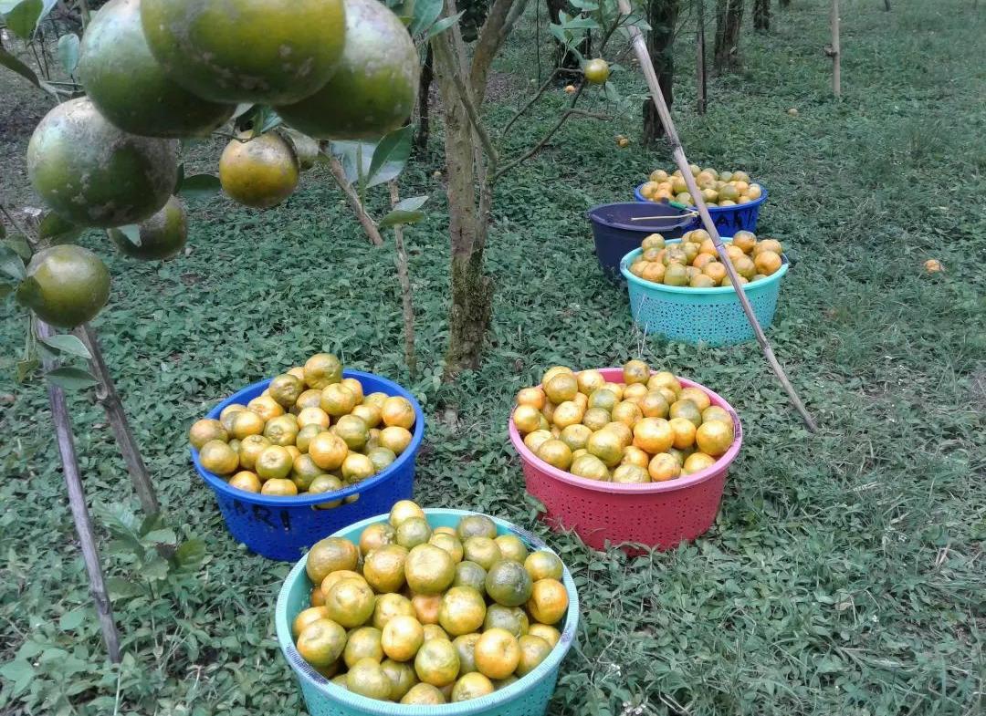 7 Langkah Cara Pemanenan Buah Jeruk Manis