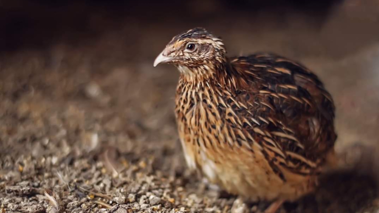 Sejarah Pemeliharaan Burung Puyuh oleh Manusia, Ternyata Sudah Berlangsung Sejak Ribuan Tahun Lalu